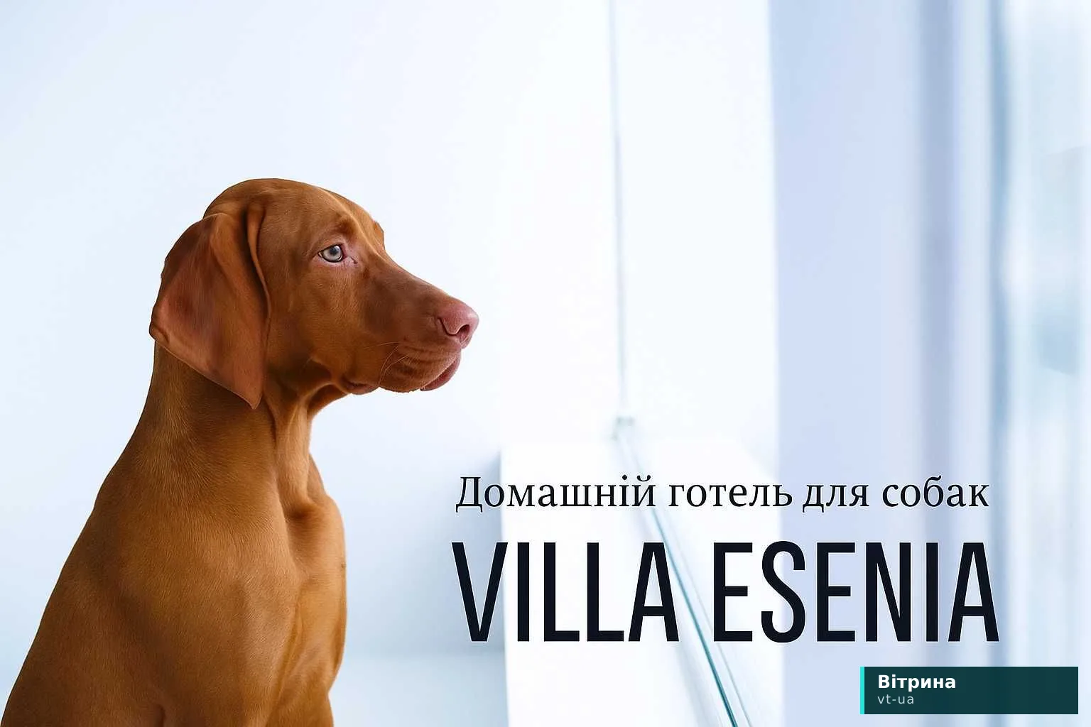 Готель для собак Villa - Esenia. - Перетримка тварин і готелі Київ на Olx