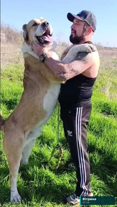 собака САО АЛАБАЙ вязка, на в'язку