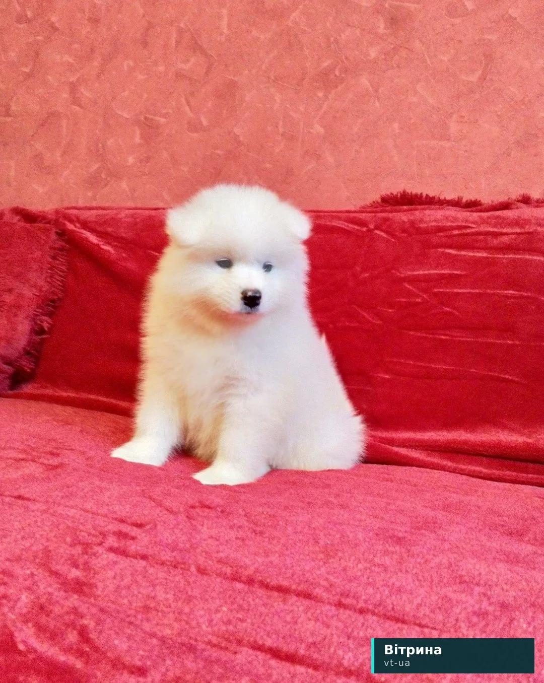 Розкішний хлопчик самоїдської лайки чекає на свою родину!