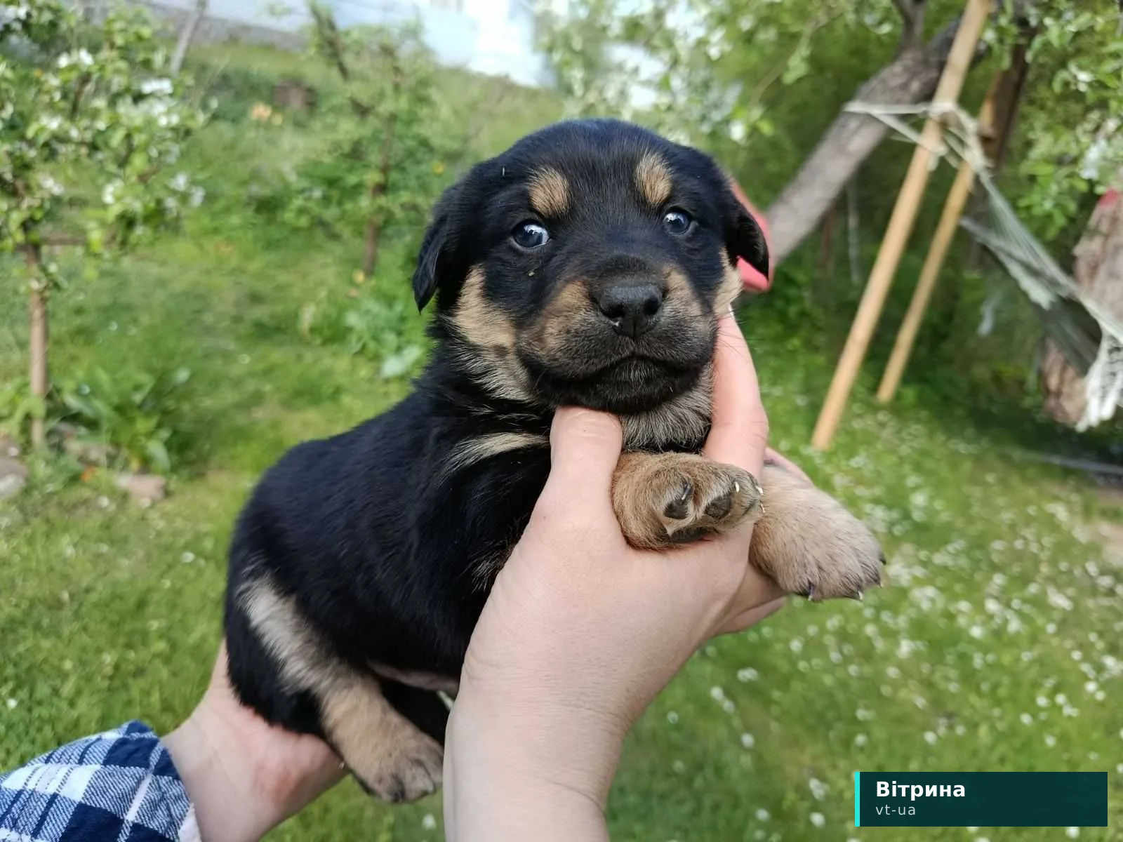 Песик щеня собака