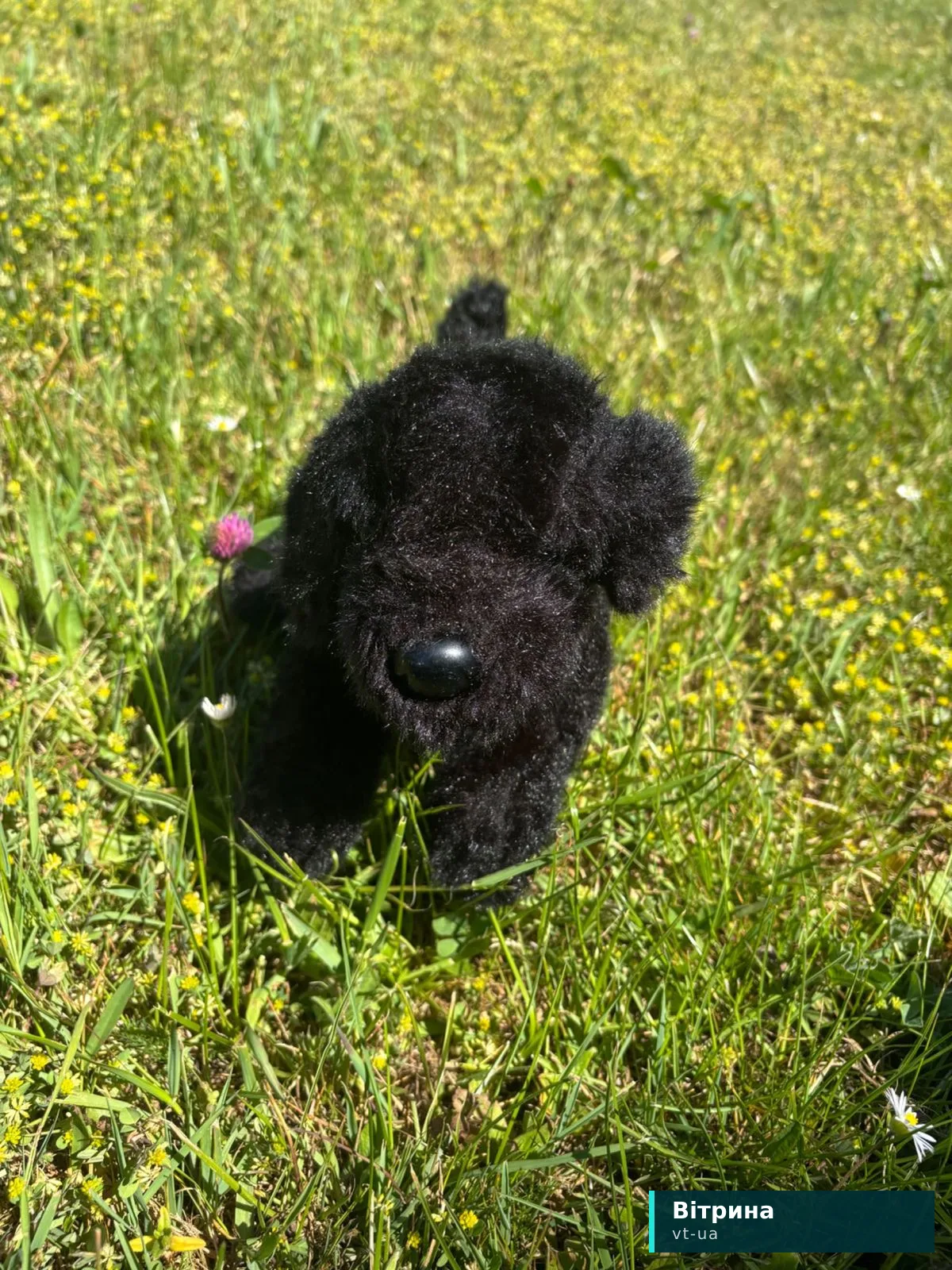 Douglas dog(лабрадор)